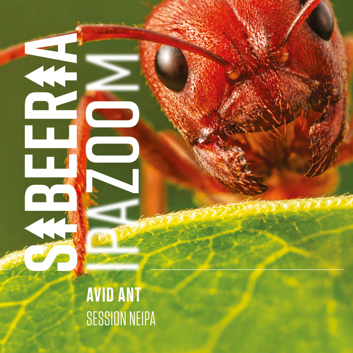 Sibeeria Avid Ant